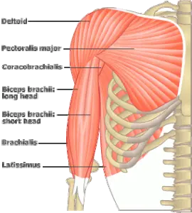 Brachial Plexus Surgery